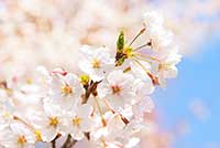 cherry-blossom_00011
